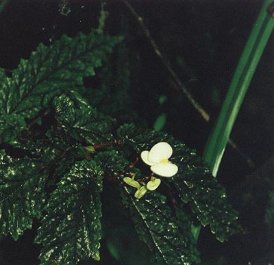B. otophora
